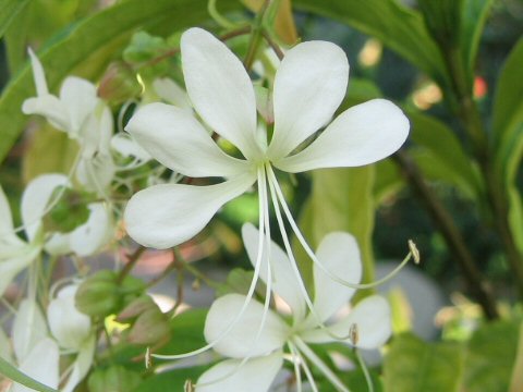 Clerodendrum wallichii