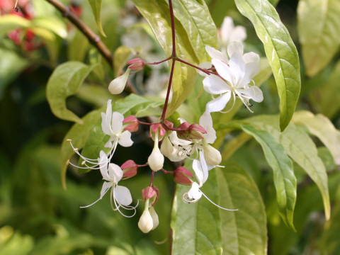 Clerodendrum wallichii