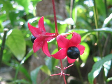 Clerodendrum wallichii