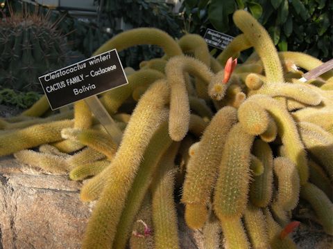 Cleistocactus winteri