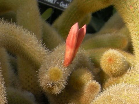 Cleistocactus winteri