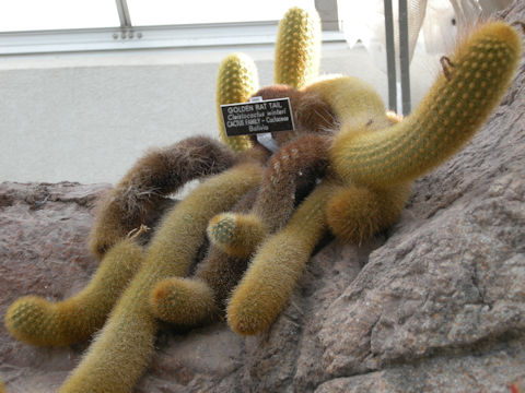 Cleistocactus winteri