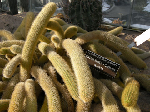 Cleistocactus winteri