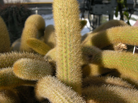 Cleistocactus winteri