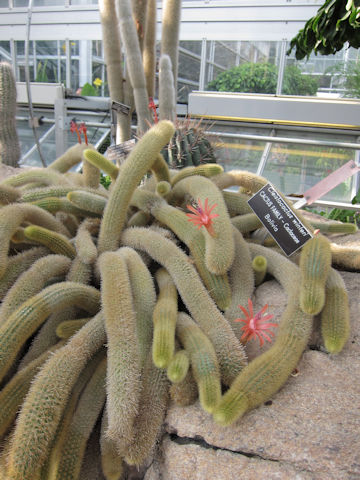 Cleistocactus winteri