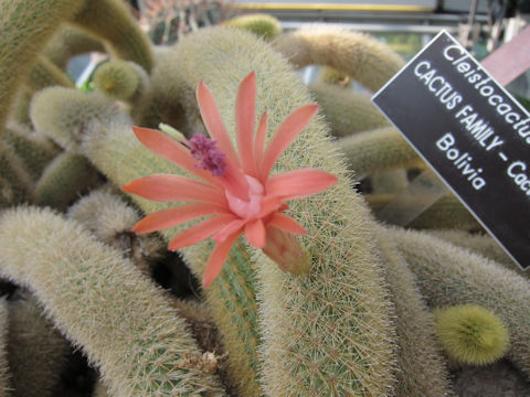 Cleistocactus winteri