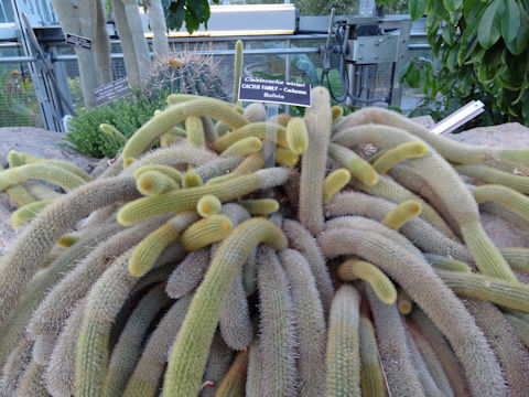 Cleistocactus winteri