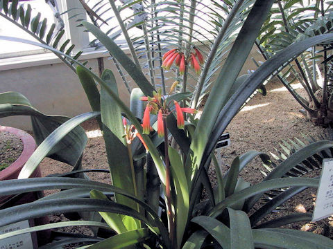 Clivia caulescens