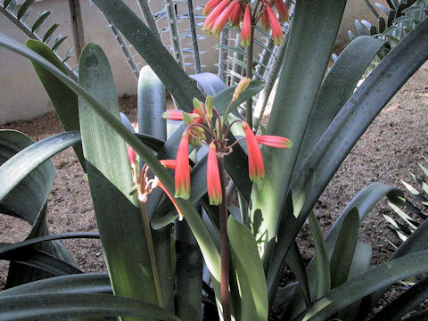 Clivia caulescens