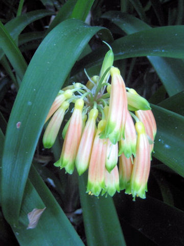 Clivia gardenii