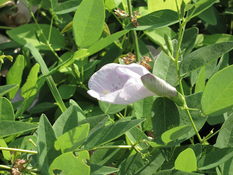 Clitoria mariana