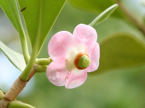 Clusia rosea