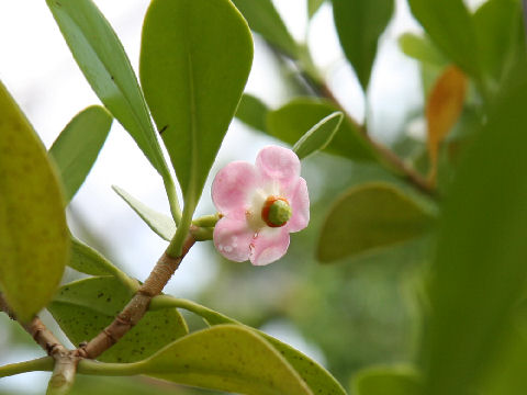 Clusia rosea