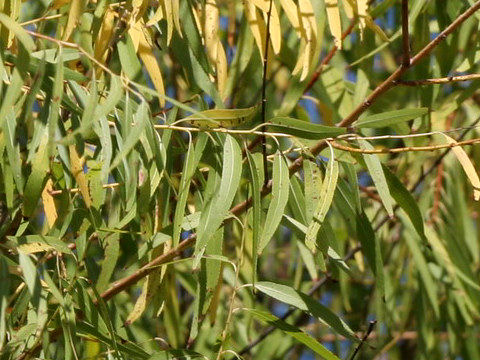 Salix caroliniana