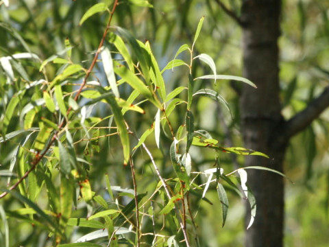 Salix caroliniana