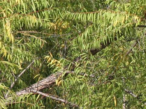 Salix caroliniana