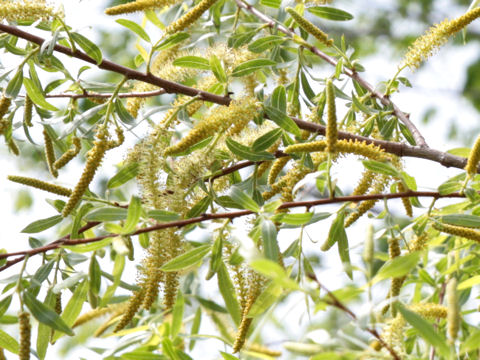 Salix caroliniana