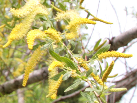 Salix caroliniana