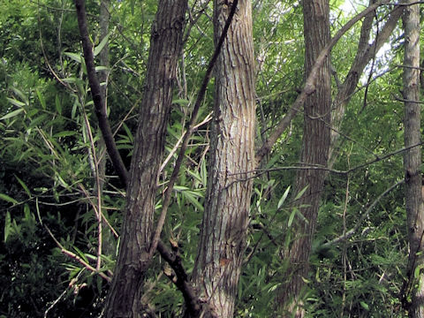 Salix caroliniana