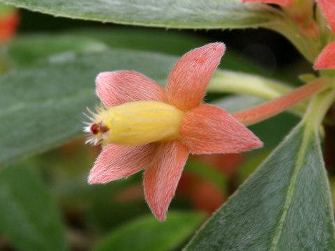 Cobananthus calochlamys