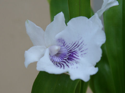 Cochleanthes amazonica