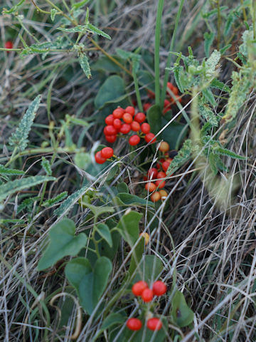 Cocculus carolinus