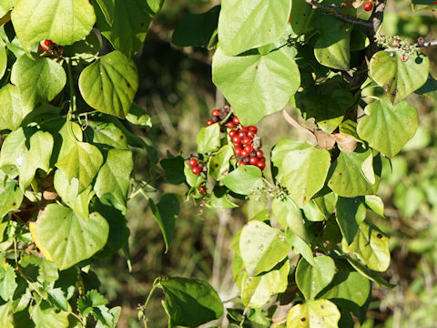 Cocculus carolinus