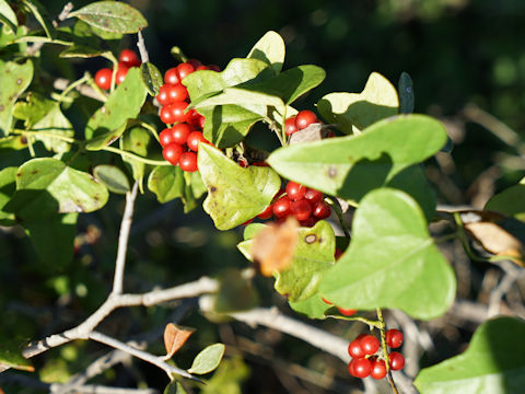 Cocculus carolinus