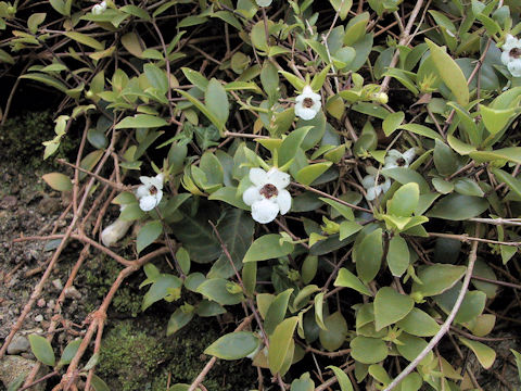 Codonanthe gracilis