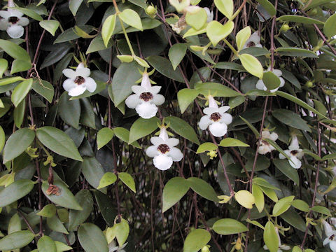 Codonanthe gracilis