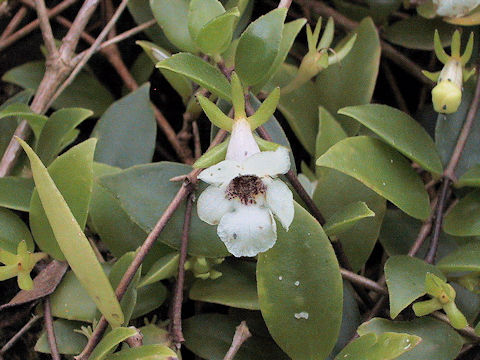 Codonanthe gracilis