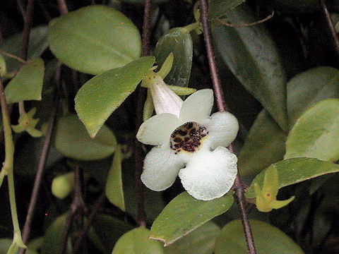 Codonanthe gracilis