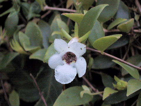 Codonanthe gracilis