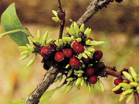 Coffea arabica