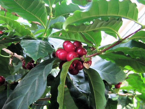 Coffea arabica