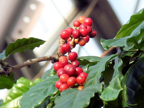 Coffea arabica