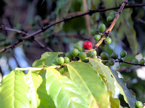 Coffea arabica