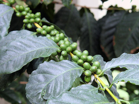 Coffea arabica