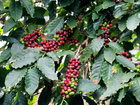 Coffea arabica