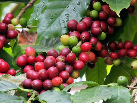 Coffea arabica