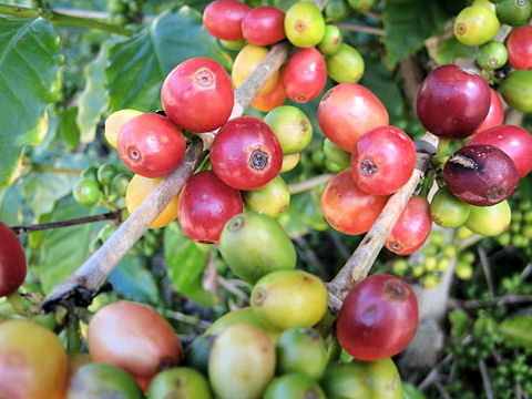 Coffea arabica