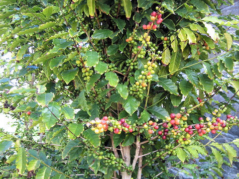 Coffea arabica