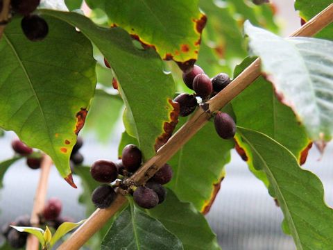 Coffea arabica