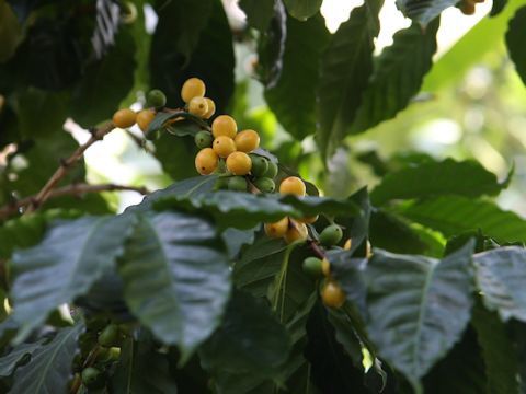 Coffea arabica