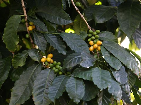 Coffea arabica