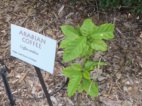 Coffea arabica