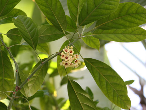 Cola acuminata