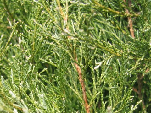 Juniperus scopulorum