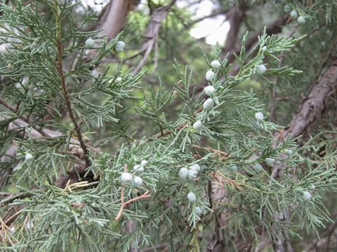 Juniperus scopulorum