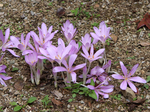 Colchicum autumnale